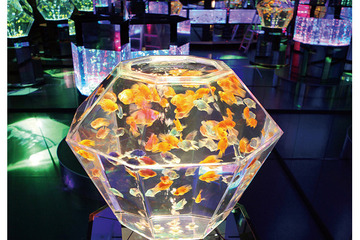 史上最大、8千匹の金魚アートアクアリウム「江戸・金魚の涼」9/25まで 画像