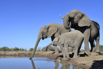 【夏休み2016】写真で学ぶ「野生動物のふしぎ」富士フイルムで自由研究 画像
