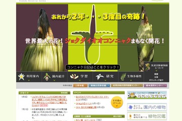 【夏休み2016】世界でもっとも「醜い花」2年ぶり開花か、筑波実験植物園 画像