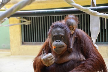 【夏休み2016】働く車が集合、札幌市円山動物園で「JAFデー」8/21 画像