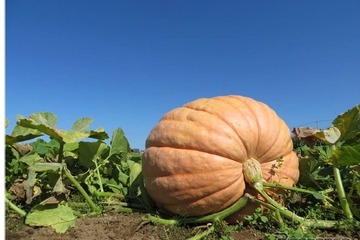 商品は往復航空券、見た目で「でかぼちゃ」の重さ予測…JAL国内22空港 画像