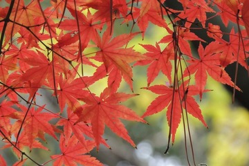 紅葉の見頃…北日本は昨年より遅く、東-西日本は例年並み 画像