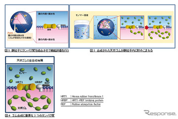 住友ゴム×東北大学、天然ゴム生合成のナゾを解き明かす 画像