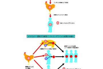 「鶏肉や卵は安全か」相談相次ぐ…鳥インフルエンザ冷静に対応を 画像