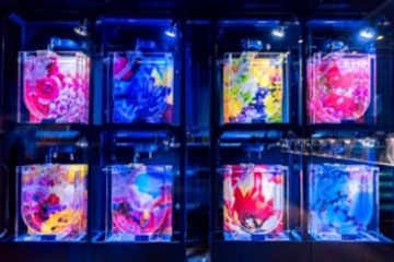 クラゲの卵を持ち帰って観察できる、すみだ水族館「ふわきゅん、クラゲまつり」 画像