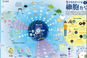 iPS細胞作製から10年…一家に1枚「生きものすべては細胞から」刊行 画像
