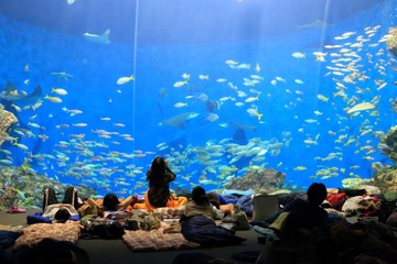 【GW2017】受付スタート、鴨川シーワールド「トロピカルアイランドナイトステイ」 画像