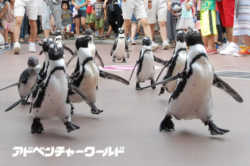 ペンギン10羽が50mコースを行進、アドベンチャーワールド【動画あり】 画像