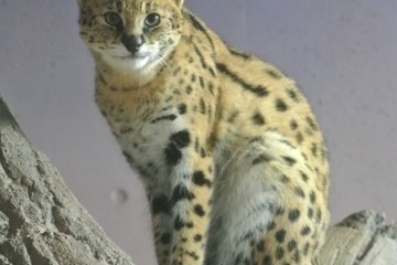 豊橋総合動植物公園、サーバルキャットのお名前は「ステル」ちゃんに決定 画像