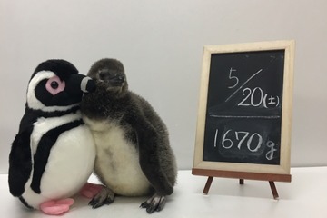 お名前は？すみだ水族館の赤ちゃんペンギンウィーク6/22-7/2 画像