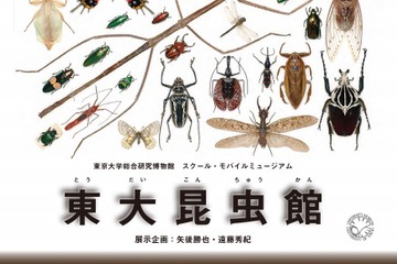 【夏休み2017】歴史的標本を展示「東大昆虫館」講演会6/10-10/14…野外活動も 画像