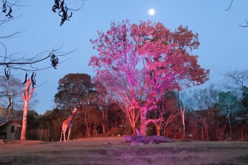 【夏休み2017】夜9時まで開園、天王寺動物園「夏のナイトZOO」7/29スタート 画像