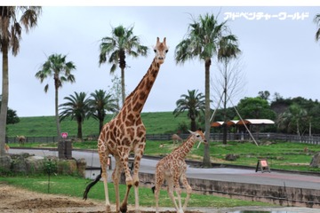 アミメキリンの赤ちゃん、サバンナエリアにデビュー…アドベンチャーワールド 画像