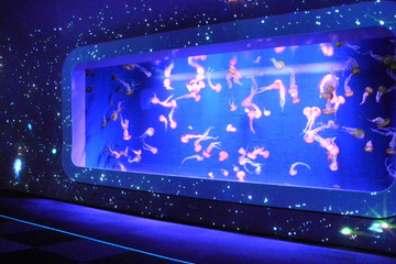 満天の星降る…夜の新江ノ島水族館「ナイトワンダーアクアリウム2017」 画像