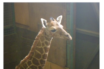 アミメキリンの赤ちゃん誕生、一般公開中…羽村市動物公園 画像