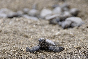 アカウミガメの卵がふ化、子ガメ55匹見守って…鴨川シーワールド 画像