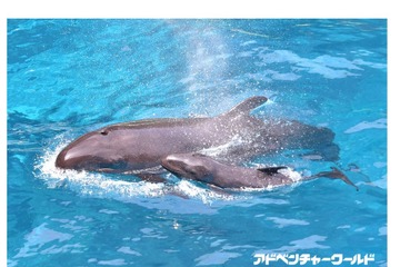 すくすく育ってね、アドベンチャーワールド「オキゴンドウ」の赤ちゃん誕生 画像