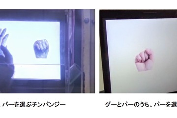 チンパンジーがじゃんけん学習、4歳児と同等の認知能力…京大研究G発見 画像