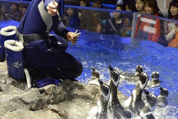 「さあ、ゴハン！」すみだ水族館、食欲の秋のフィーディングプログラム 画像