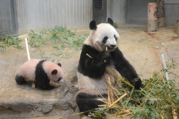 ジャイアントパンダ、12/19より母子公開…抽選受付12/6スタート 画像