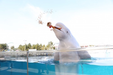 水族館ならではの豆まきを楽しもう、シーパラの節分イベント1/27-2/4 画像