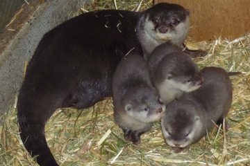 園初、コツメカワウソの赤ちゃん3頭誕生…埼玉こども動物自然公園 画像