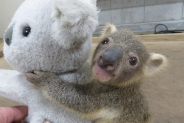 【春休み2018】赤ちゃんコアラの名前を決めよう、こども動物自然公園4/1-8 画像