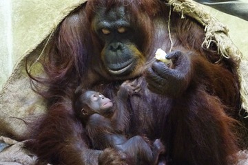 多摩動物公園、オランウータンの赤ちゃん4年ぶり誕生…7/19まで名前投票 画像