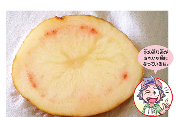 【自由研究】ジャガイモって、根？くき？（小学生向け） 画像