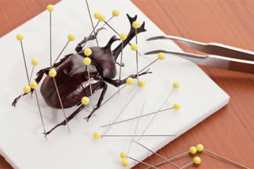 【自由研究・生物】昆虫のからだのしくみを知り、標本を作ろう（中学生向け） 画像