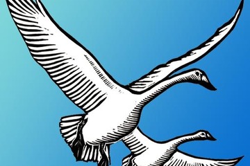 【e絵本】オオハクチョウの渡り、美しい版画で 画像