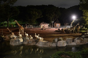 【夏休み2018】“野生”に出会えるナイトズー・ナイトサファリ＜東日本＞ 画像