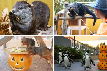 ケープペンギンのパレードなど…シーパラのハロウィン9/8-10/31 画像