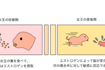 働きネズミはなぜシッターに？真社会性動物の子育てメカニズム解明 画像