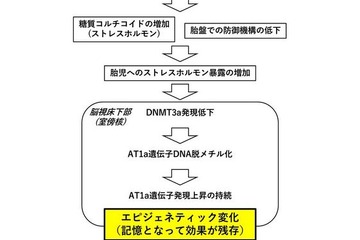 妊娠中のダイエットやストレス、子の生活習慣病の原因に 画像