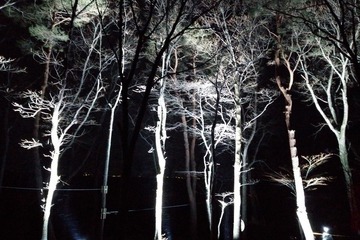 子どもも大人も夜の森を楽しめる空中アスレチック「YOZARU」那須 画像