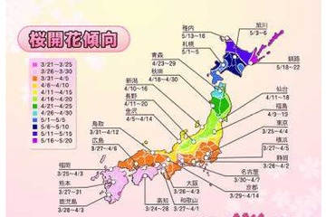 桜の開花は遅め、都心では入学シーズンにピークか 画像