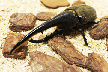 【夏休み2019】中学生以下入館無料…特別展示「熱帯の昆虫と食虫植物」 画像