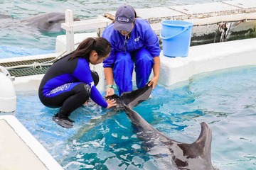 鴨川シーワールドでトレーナー体験10月…小5・6対象 画像