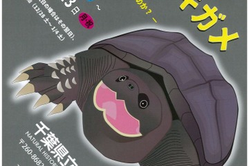 千葉県立中央博物館、外来種「カミツキガメ」展示 画像