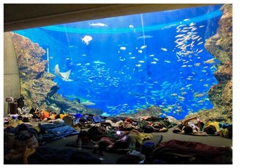 鴨川シーワールド「トロピカルアイランドナイトステイ」予約受付中 画像