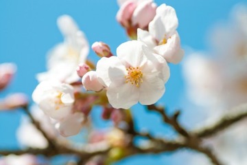 【学参選び】先輩＜小学生＞に選ばれたドリル・参考書 画像