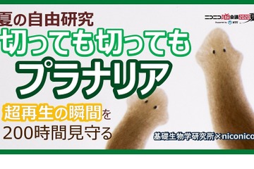 【夏休み2020】超再生の瞬間を200時間観察「切っても切ってもプラナリア」 画像