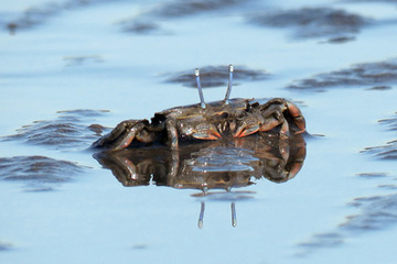 葛西臨海水族園、魚まるごと観察「くらべてみるとおもしろい！」 画像