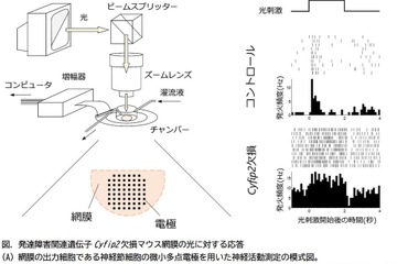 発達障害の関連遺伝子の欠損で網膜・視覚機能が変化 画像