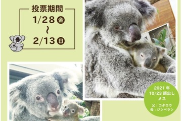 埼玉県こども動物自然公園、コアラの赤ちゃん名前投票開始 画像