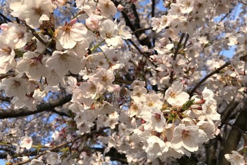 桜開花マップ、名所1000か所…Yahoo! MAPが提供開始 画像