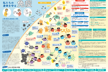 阪大、免疫学をわかりやすく伝えるポスター提供…絵本も 画像