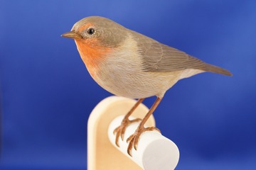 みなと科学館春の企画展「ダーウィンを驚かせた鳥たち」3/25-5/8 画像