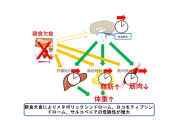 名古屋大「朝食食べない」は体重増、筋肉量低下を解明 画像